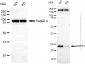 KD-Validated Anti-GSTK1 Rabbit Monoclonal Antibody