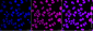 KD-Validated Anti-HNRNPA1L2 Rabbit Monoclonal Antibody