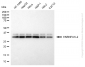 KD-Validated Anti-HNRNPA1L2 Rabbit Monoclonal Antibody