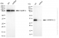 KD-Validated Anti-HNRNPA1L2 Rabbit Monoclonal Antibody