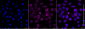 KD-Validated Anti-IFNGR1 Rabbit Monoclonal Antibody