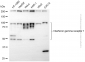 KD-Validated Anti-IFNGR1 Rabbit Monoclonal Antibody