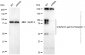 KD-Validated Anti-IFNGR1 Rabbit Monoclonal Antibody