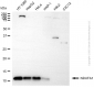 KD-Validated Anti-NDUFA1 Rabbit Monoclonal Antibody