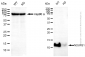 KD-Validated Anti-NDUFA1 Rabbit Monoclonal Antibody