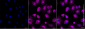 KD-Validated Anti-NPC2 Rabbit Monoclonal Antibody