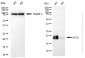 KD-Validated Anti-NPC2 Rabbit Monoclonal Antibody