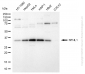 KD-Validated Anti-NTH1 Rabbit Monoclonal Antibody