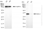 KD-Validated Anti-NTH1 Rabbit Monoclonal Antibody