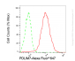 KD-Validated Anti-PDLIM7 Rabbit Monoclonal Antibody