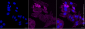KD-Validated Anti-PDLIM7 Rabbit Monoclonal Antibody