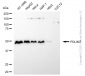 KD-Validated Anti-PDLIM7 Rabbit Monoclonal Antibody