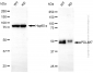 KD-Validated Anti-PDLIM7 Rabbit Monoclonal Antibody