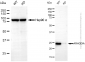 KD-Validated Anti-ARHGDIA Rabbit Monoclonal Antibody