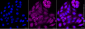 KD-Validated Anti-NDUFB1 Rabbit Monoclonal Antibody