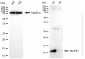 KD-Validated Anti-NDUFB1 Rabbit Monoclonal Antibody