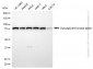 KD-Validated Anti-DGKA Rabbit Monoclonal Antibody
