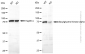 KD-Validated Anti-DGKA Rabbit Monoclonal Antibody