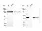 KD-Validated Anti-ACAT1 Rabbit Polyclonal Antibody
