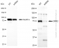 KD-Validated Anti-GRK2 Rabbit Polyclonal Antibody