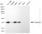 KD-Validated Anti-Arginase 2 Rabbit Polyclonal Antibody