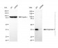 KD-Validated Anti-Arginase 2 Rabbit Polyclonal Antibody