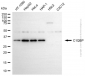 KD-Validated Anti-C1QBP Rabbit Polyclonal Antibody