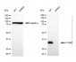 KD-Validated Anti-C1QBP Rabbit Polyclonal Antibody