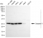 KD-Validated Anti-Caspase 3 Rabbit Polyclonal Antibody