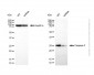 KD-Validated Anti-Caspase 3 Rabbit Polyclonal Antibody