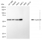 KD-Validated Anti-Cyclin B1 Rabbit Polyclonal Antibody
