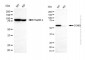 KD-Validated Anti-Cyclin B1 Rabbit Polyclonal Antibody