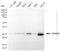 KD-Validated Anti-CSNK2B Rabbit Polyclonal Antibody