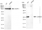 KD-Validated Anti-CSNK2B Rabbit Polyclonal Antibody