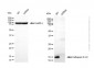 KD-Validated Anti-Cathepsin D LC Rabbit Polyclonal Antibody