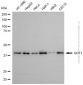 KD-Validated Anti-GOT1 Rabbit Polyclonal Antibody