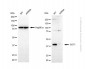 KD-Validated Anti-GOT1 Rabbit Polyclonal Antibody