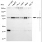 KD-Validated Anti-GYS1 Rabbit Polyclonal Antibody