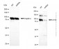 KD-Validated Anti-GYS1 Rabbit Polyclonal Antibody