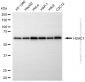 KD-Validated Anti-HDAC1 Rabbit Polyclonal Antibody