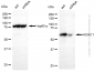 KD-Validated Anti-HDAC1 Rabbit Polyclonal Antibody