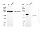 KD-Validated Anti-KeRatin 7 Rabbit Polyclonal Antibody