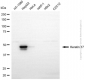 KD-Validated Anti-KeRatin 17 Rabbit Polyclonal Antibody