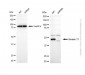 KD-Validated Anti-KeRatin 17 Rabbit Polyclonal Antibody