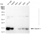 KD-Validated Anti-Galectin 1 Rabbit Polyclonal Antibody