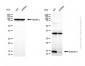 KD-Validated Anti-Galectin 1 Rabbit Polyclonal Antibody