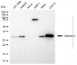 KD-Validated Anti-Galectin 3 Rabbit Polyclonal Antibody