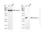 KD-Validated Anti-Galectin 3 Rabbit Polyclonal Antibody