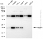 KD-Validated Anti-PEBP1 Rabbit Polyclonal Antibody