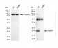 KD-Validated Anti-PEBP1 Rabbit Polyclonal Antibody